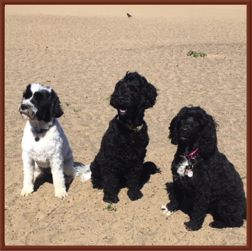 Riley, Kip and Abby at Fort Funston (Age Three)